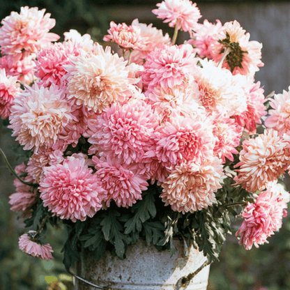 Apricot Paeony Duchess Aster – 50 Seeds - - Seeds