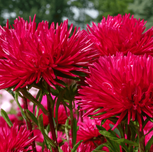 Red Gremlin Aster – 50 Seeds - - Seeds