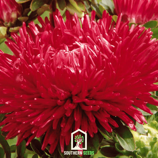 Red Gremlin Aster – 50 Seeds - - Seeds