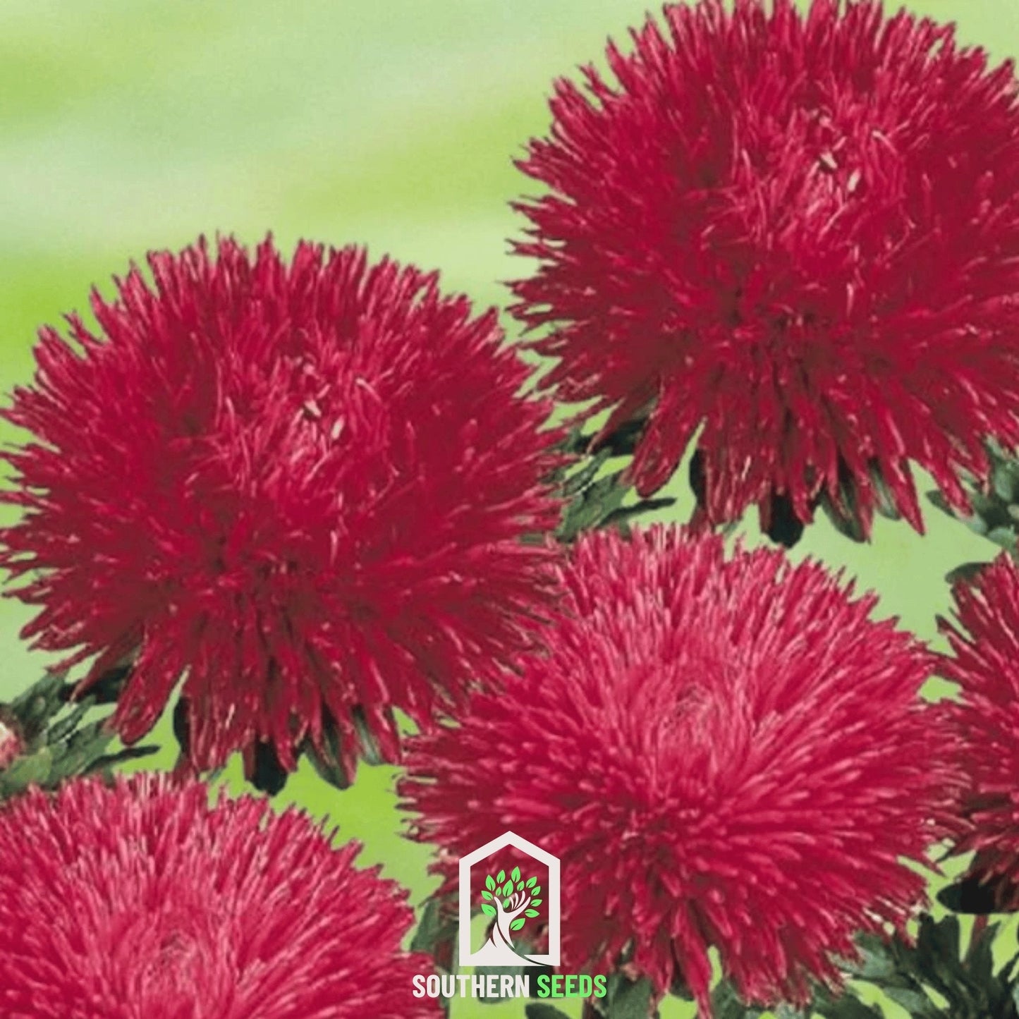 Red Gremlin Aster – 50 Seeds - - Seeds