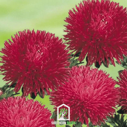 Red Gremlin Aster – 50 Seeds - - Seeds