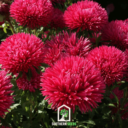 Red Gremlin Aster – 50 Seeds - - Seeds