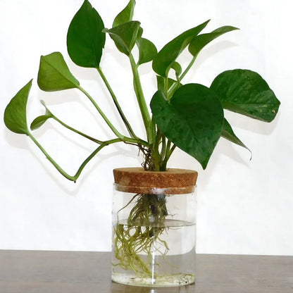 Plant Terrarium Propogation Planters With Lid