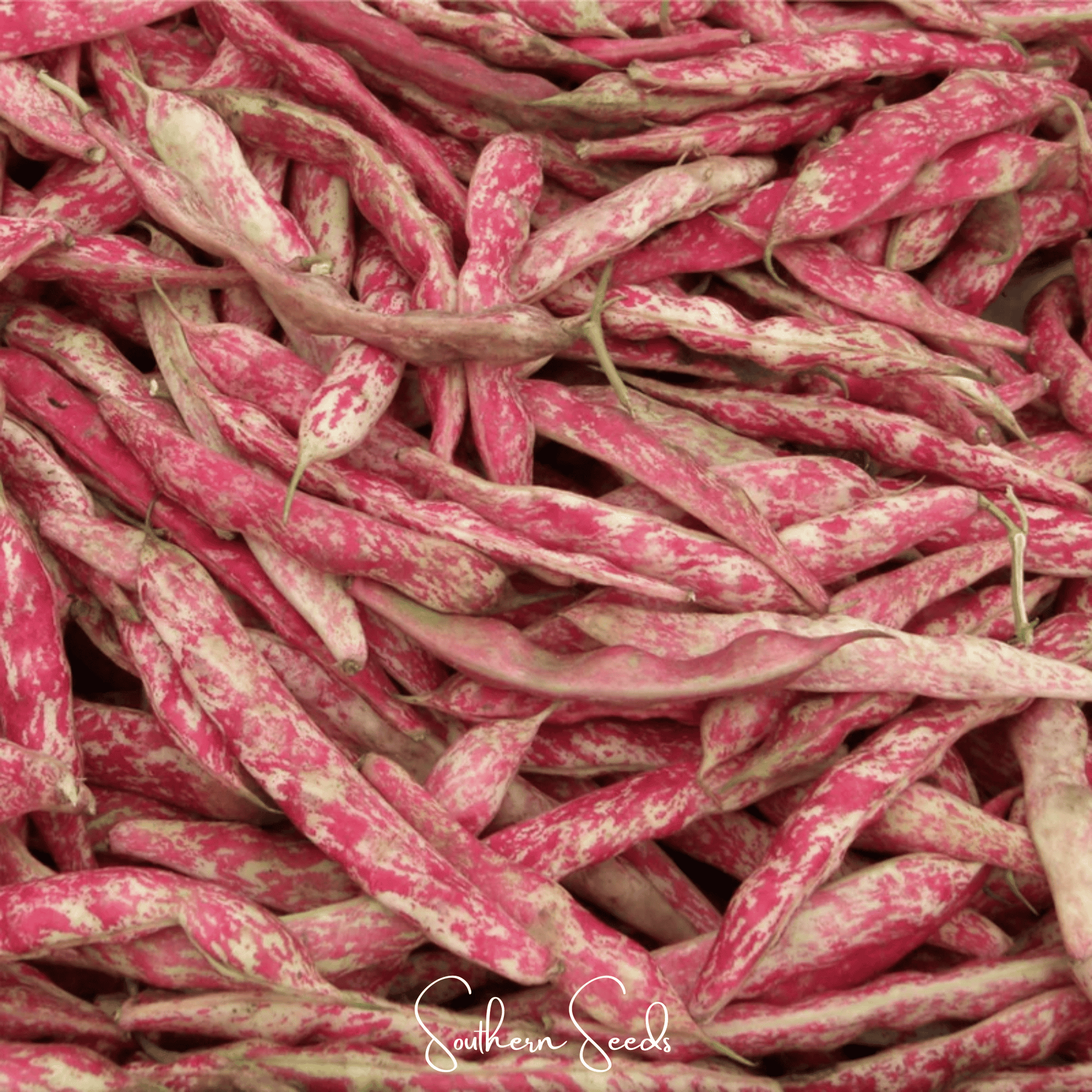 Bean French Horticulture Bush – 30 Seeds - - Seeds