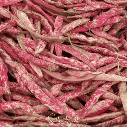 Bean French Horticulture Bush – 30 Seeds - - Seeds
