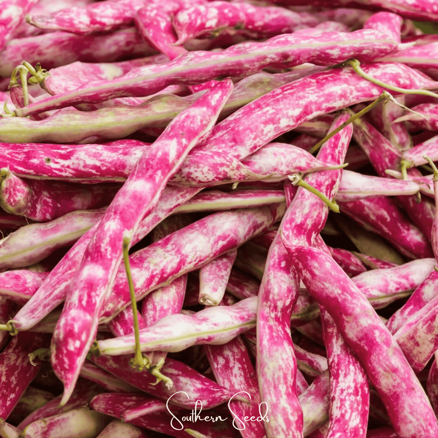 Bean French Horticulture Bush – 30 Seeds - - Seeds