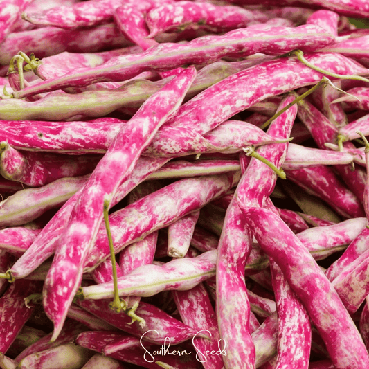 Bean French Horticulture Bush – 30 Seeds - - Seeds