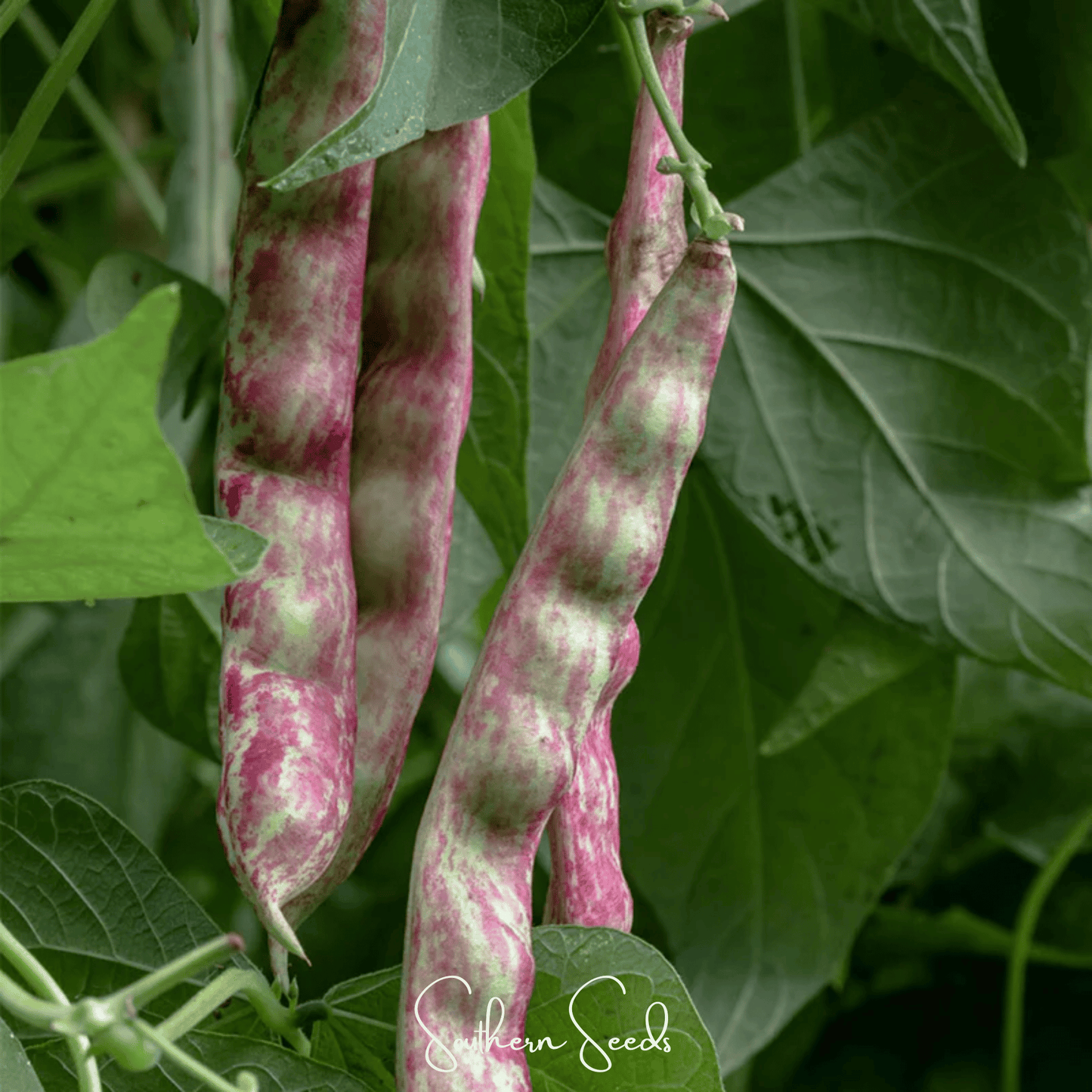 Bean French Horticulture Bush – 30 Seeds - - Seeds