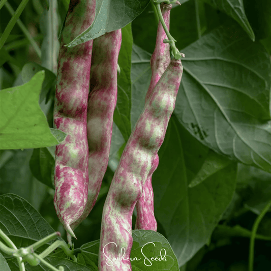 Bean French Horticulture Bush – 30 Seeds - - Seeds