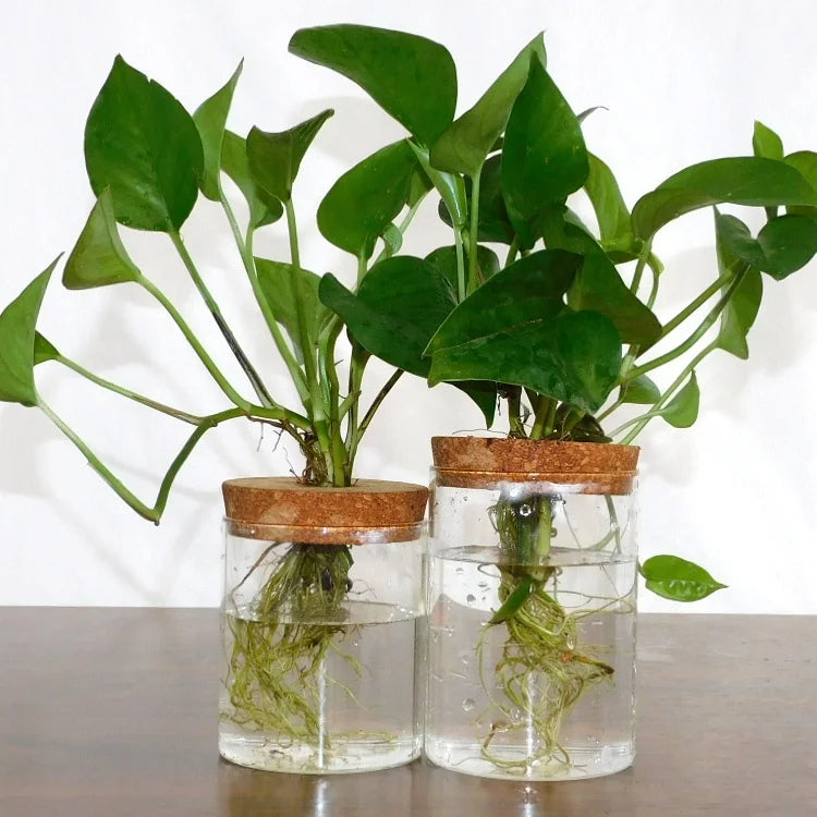 Plant Terrarium Propogation Planters With Lid