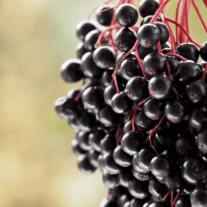 Berry Seed Collection Elderberry Blueberry Strawberry - - Seeds