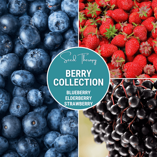 Berry Seed Collection Elderberry Blueberry Strawberry - Seeds - Seeds