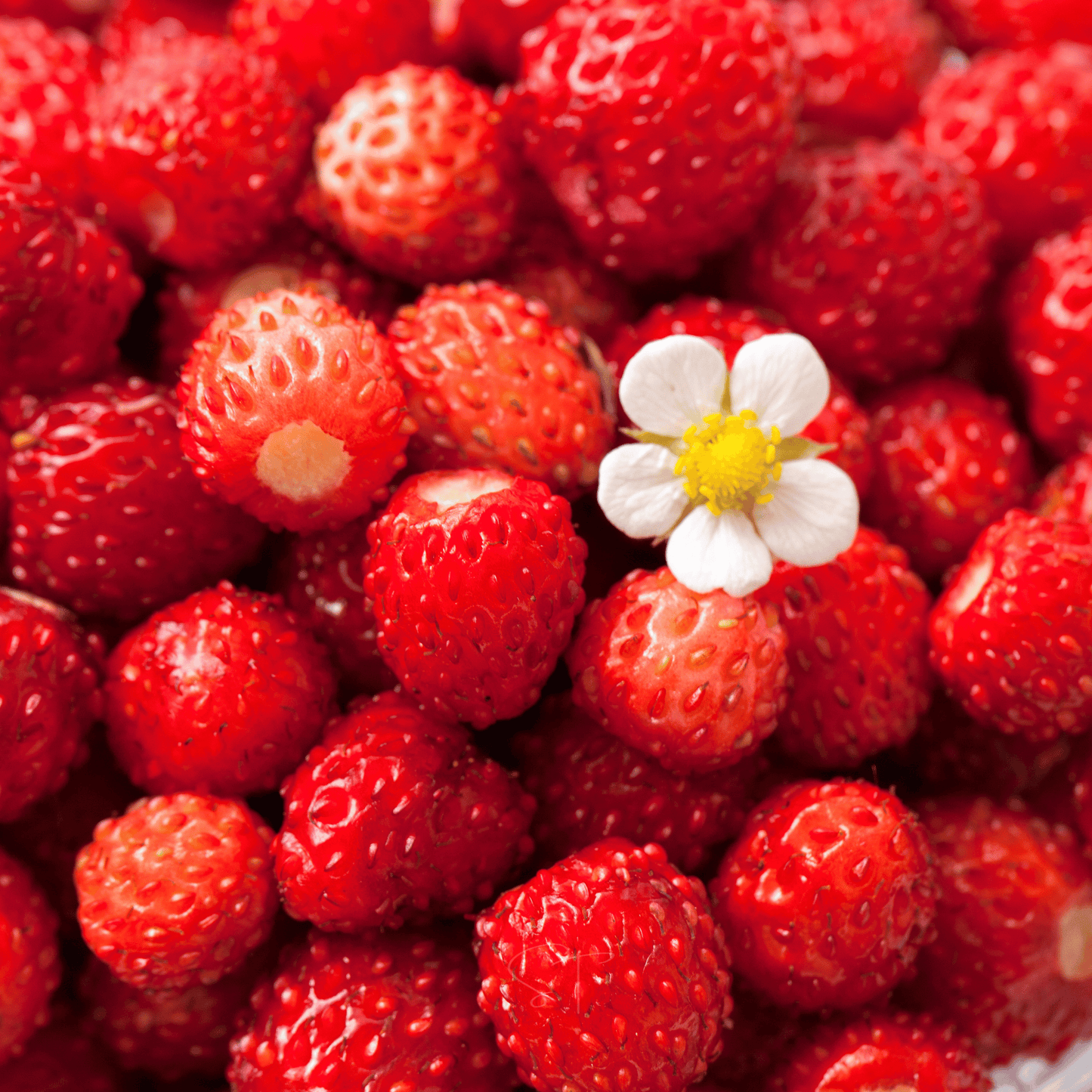 Berry Seed Collection Elderberry Blueberry Strawberry - - Seeds