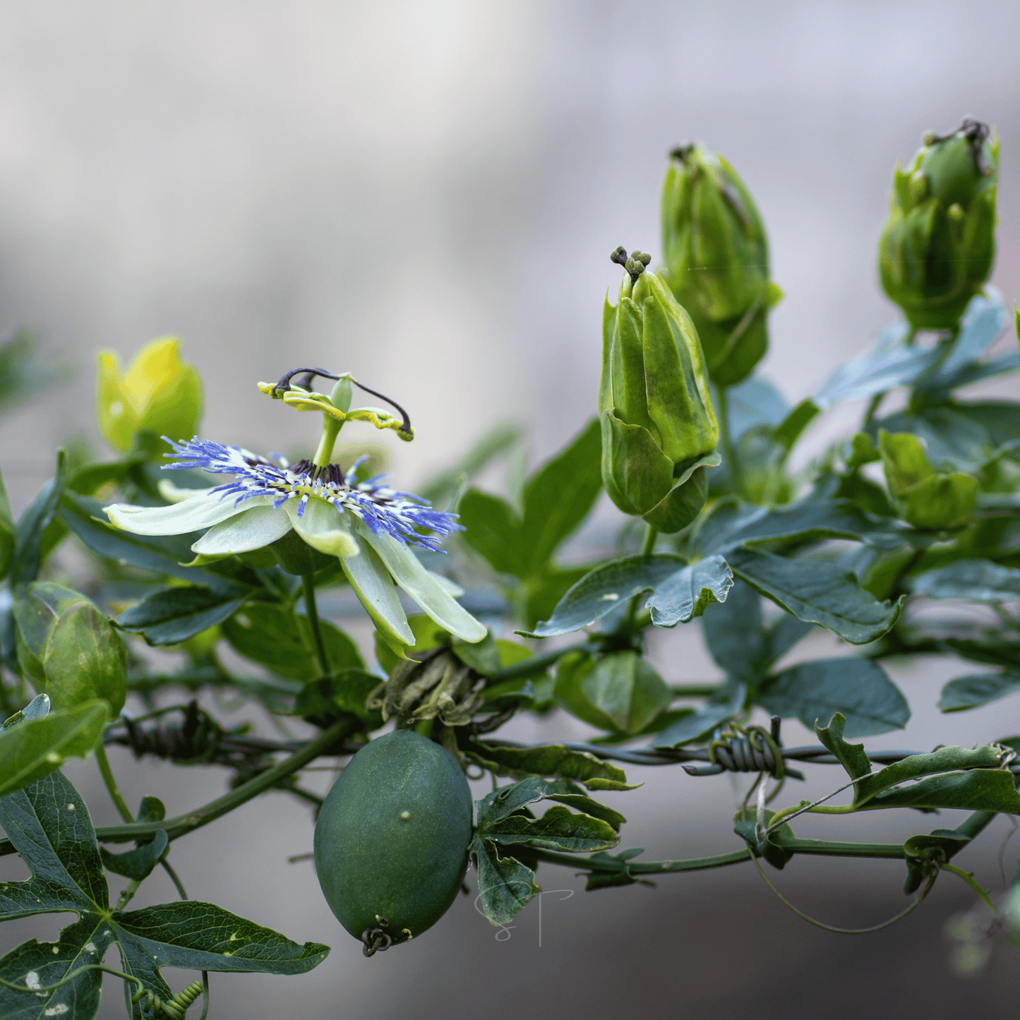 Blue Passionflower – 20 Seeds - - Seeds