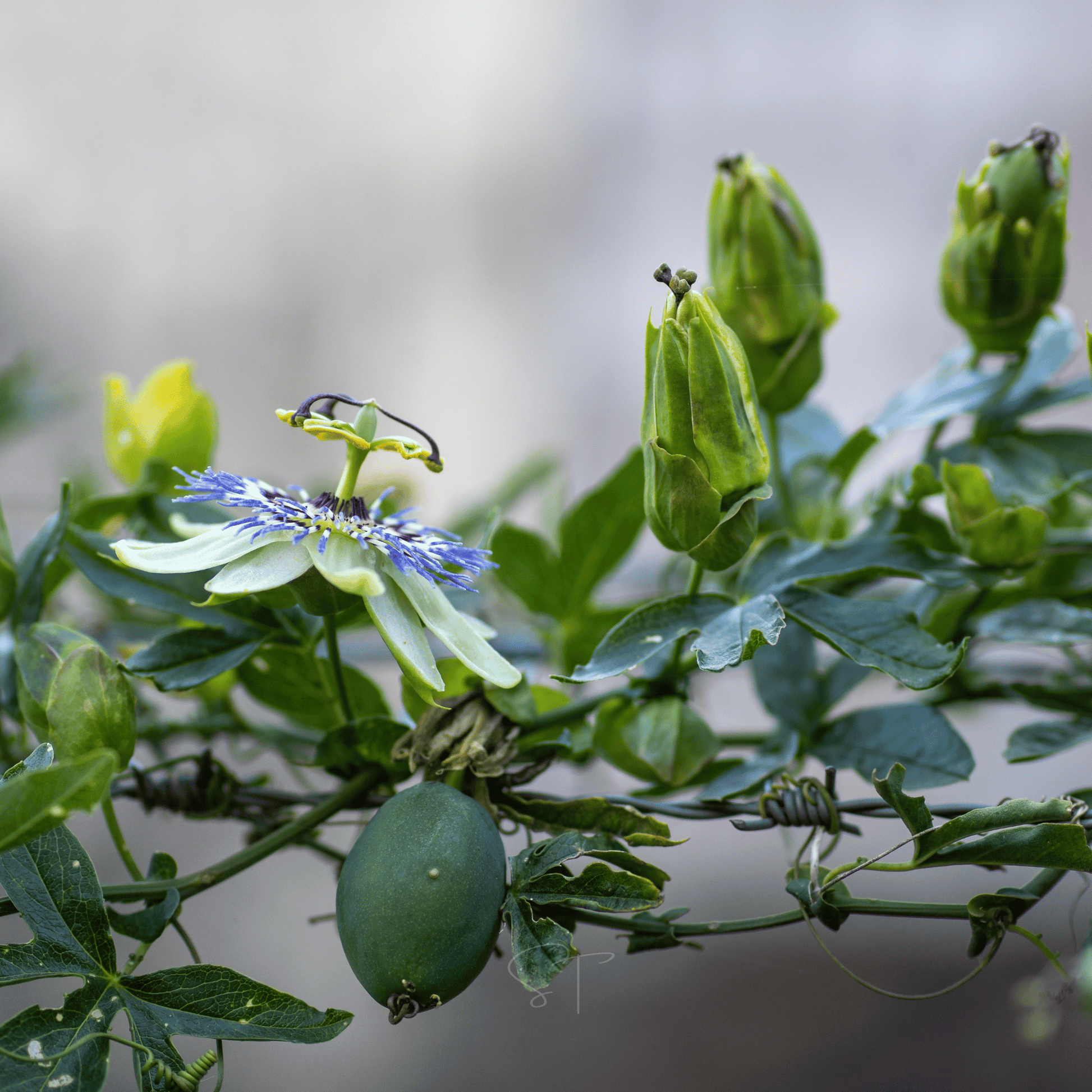 Blue Passionflower – 20 Seeds - - Seeds
