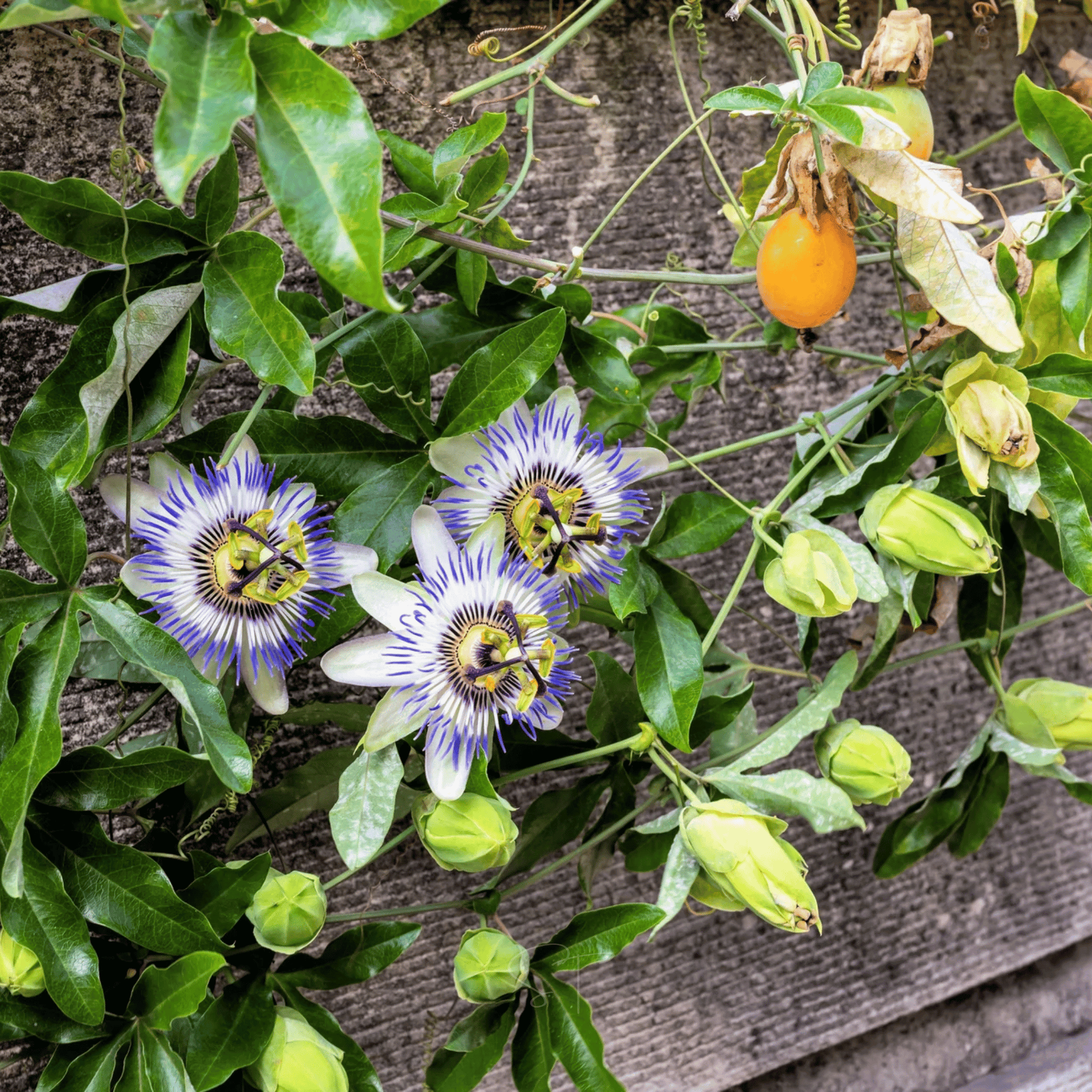 Blue Passionflower – 20 Seeds - - Seeds