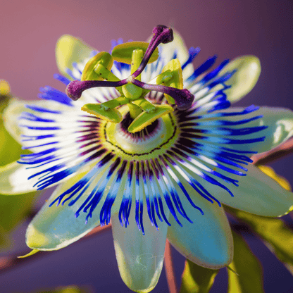 Blue Passionflower – 20 Seeds - - Seeds