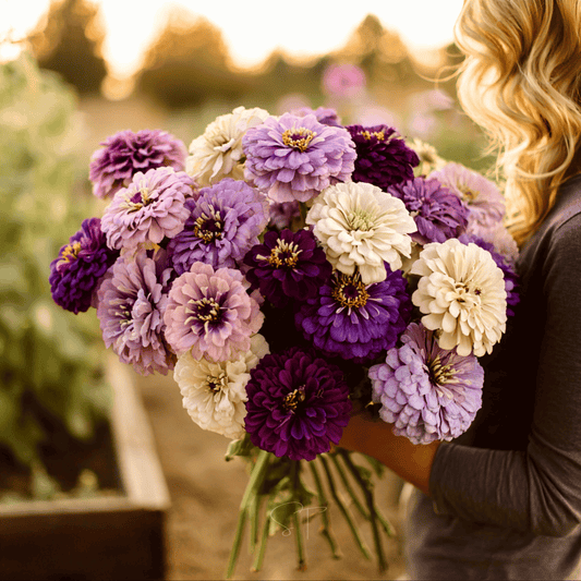 Blueberry Cheesecake Zinnia – 100 Seeds - - Seeds