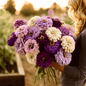 Blueberry Cheesecake Zinnia – 100 Seeds - - Seeds