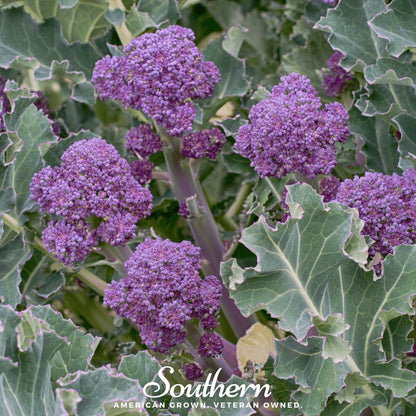 Purple Sprouting Broccoli – 100 Seeds - - Seeds
