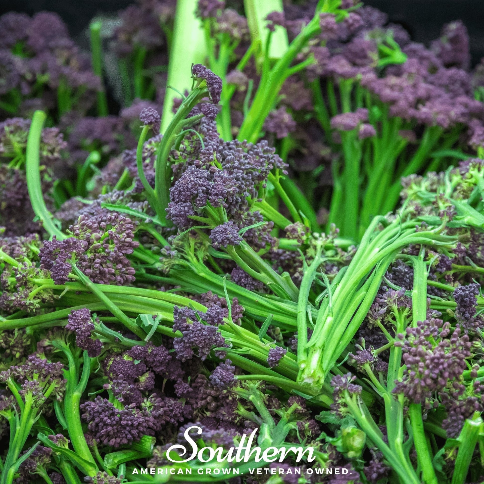 Purple Sprouting Broccoli – 100 Seeds - - Seeds