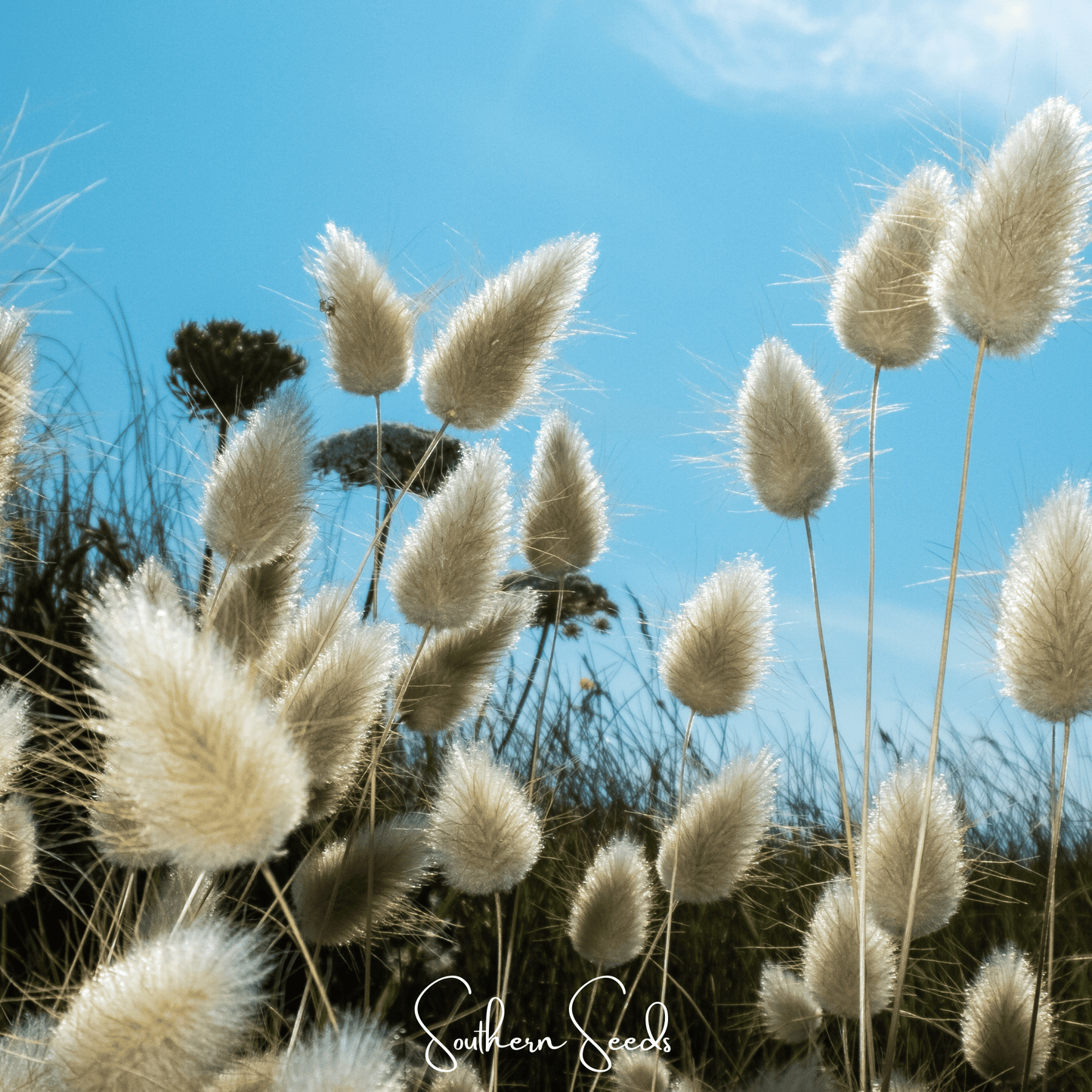 Bunny Tails – 50 Seeds - - Seeds