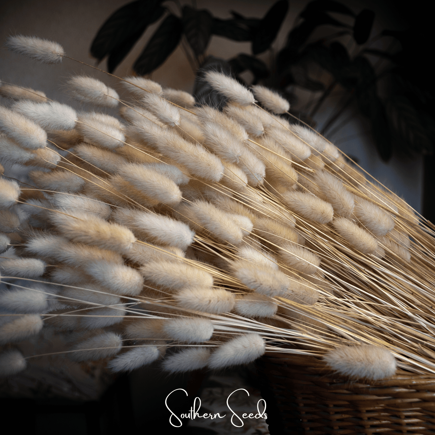 Bunny Tails – 50 Seeds - - Seeds