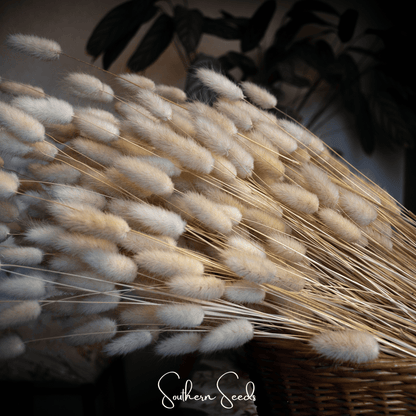 Bunny Tails – 50 Seeds - - Seeds