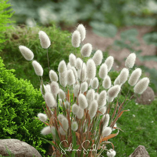 Bunny Tails – 50 Seeds - - Seeds