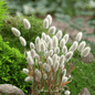 Bunny Tails – 50 Seeds - - Seeds