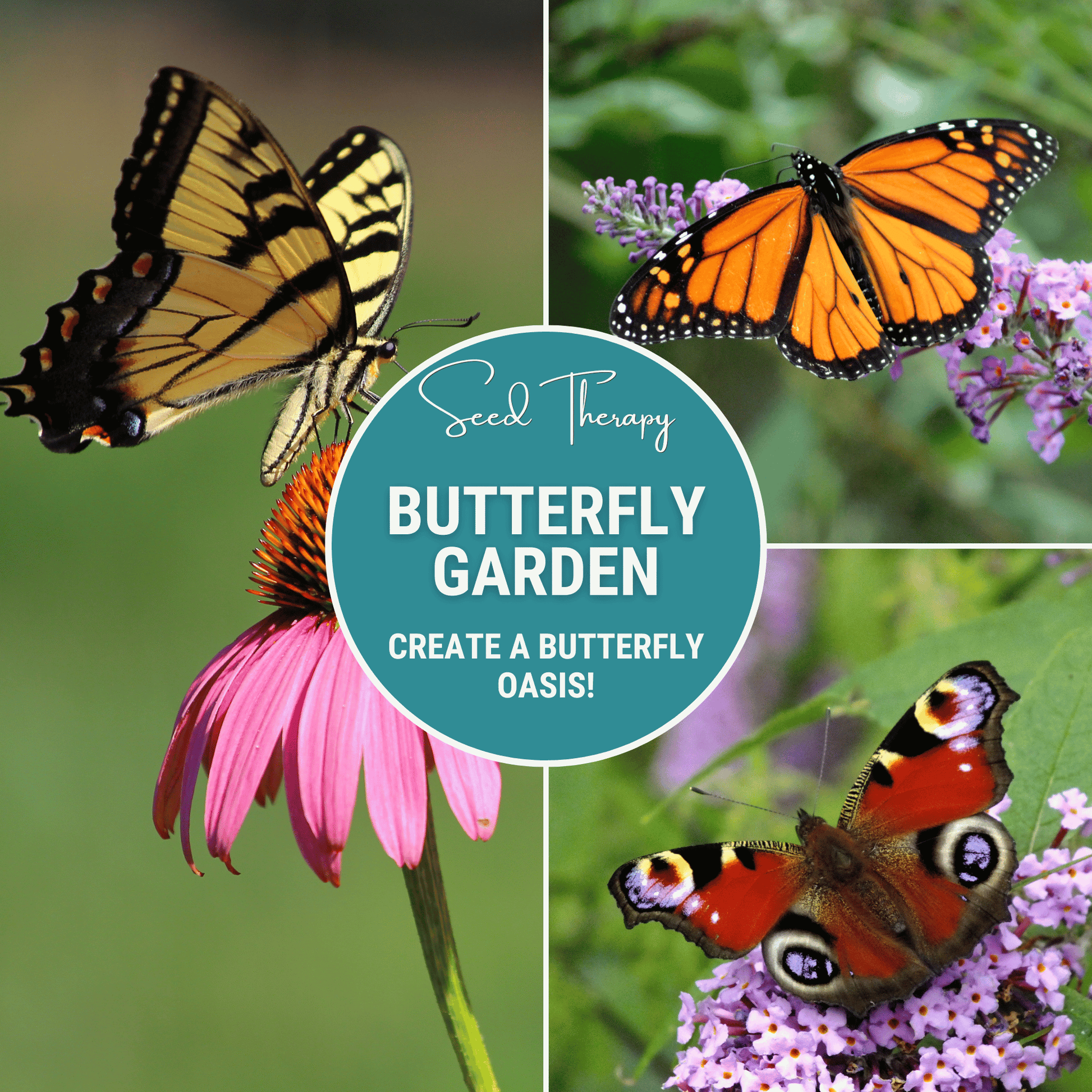 Butterfly Garden Seed Collection – 10 Varieties - - Seeds