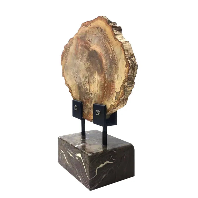 Natural Polished Wood Fossil Slab Rough Stone Slice, Petrified Wood Piece