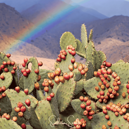 Prickly Pear Cactus – 15 Seeds - - Seeds