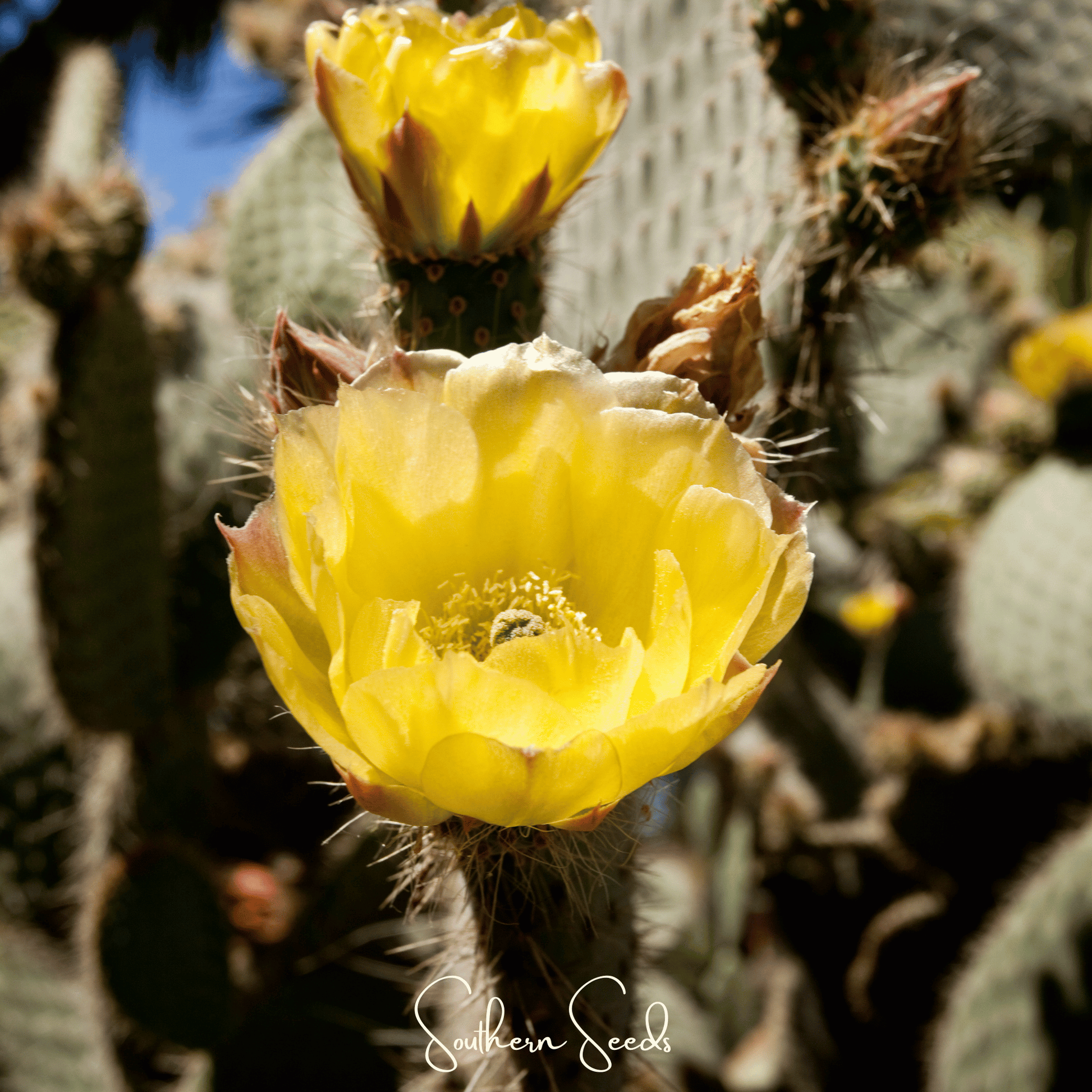 Prickly Pear Cactus – 15 Seeds - - Seeds