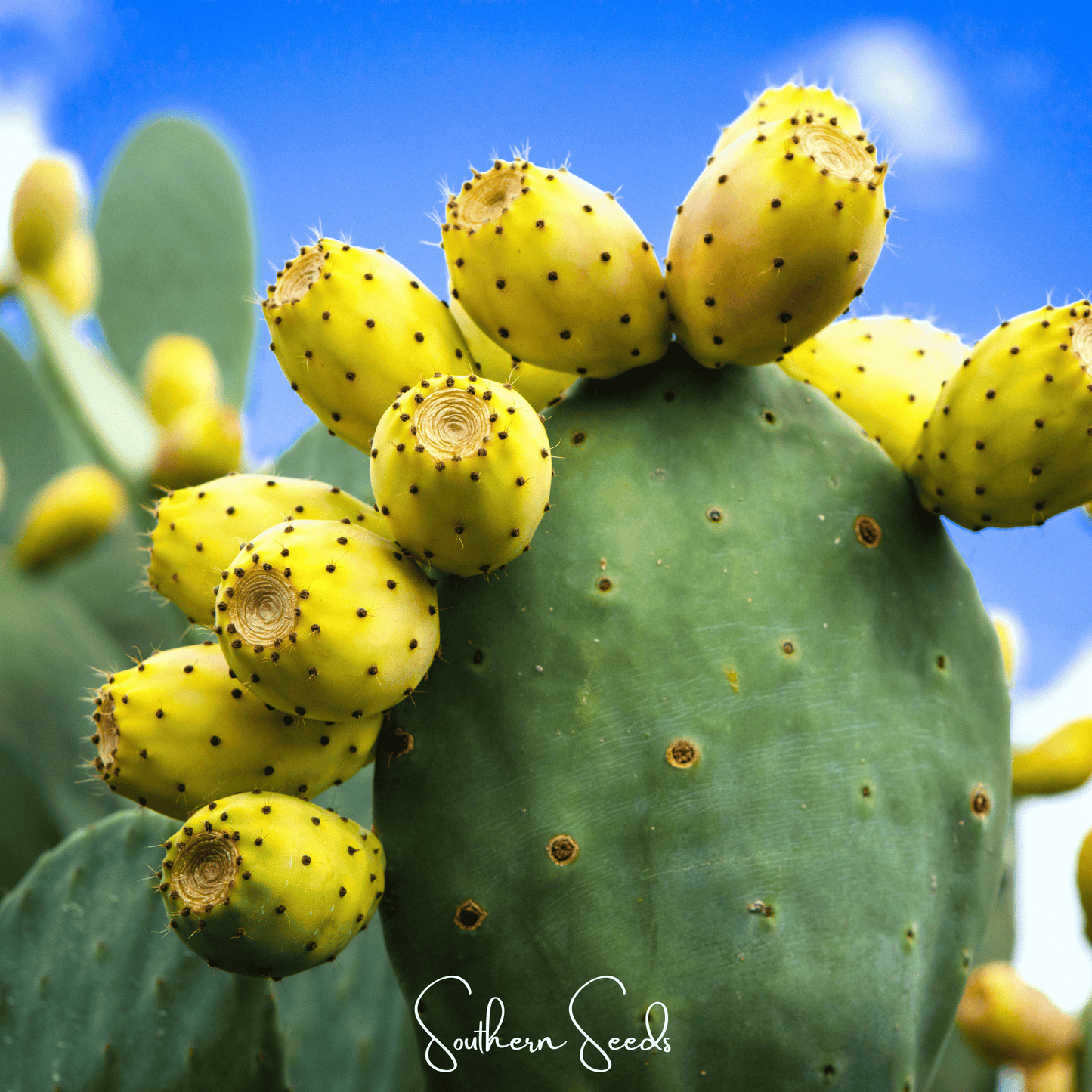 Prickly Pear Cactus – 15 Seeds - - Seeds