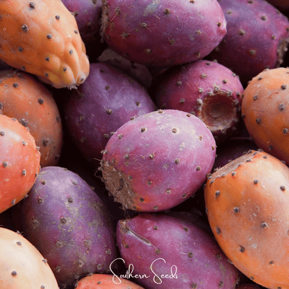 Prickly Pear Cactus – 15 Seeds - - Seeds