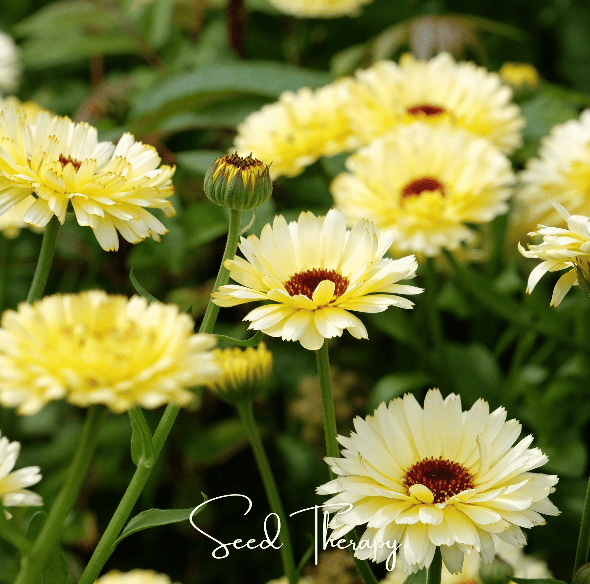 Ivory Princess Calendula – 50 Seeds - - Seeds