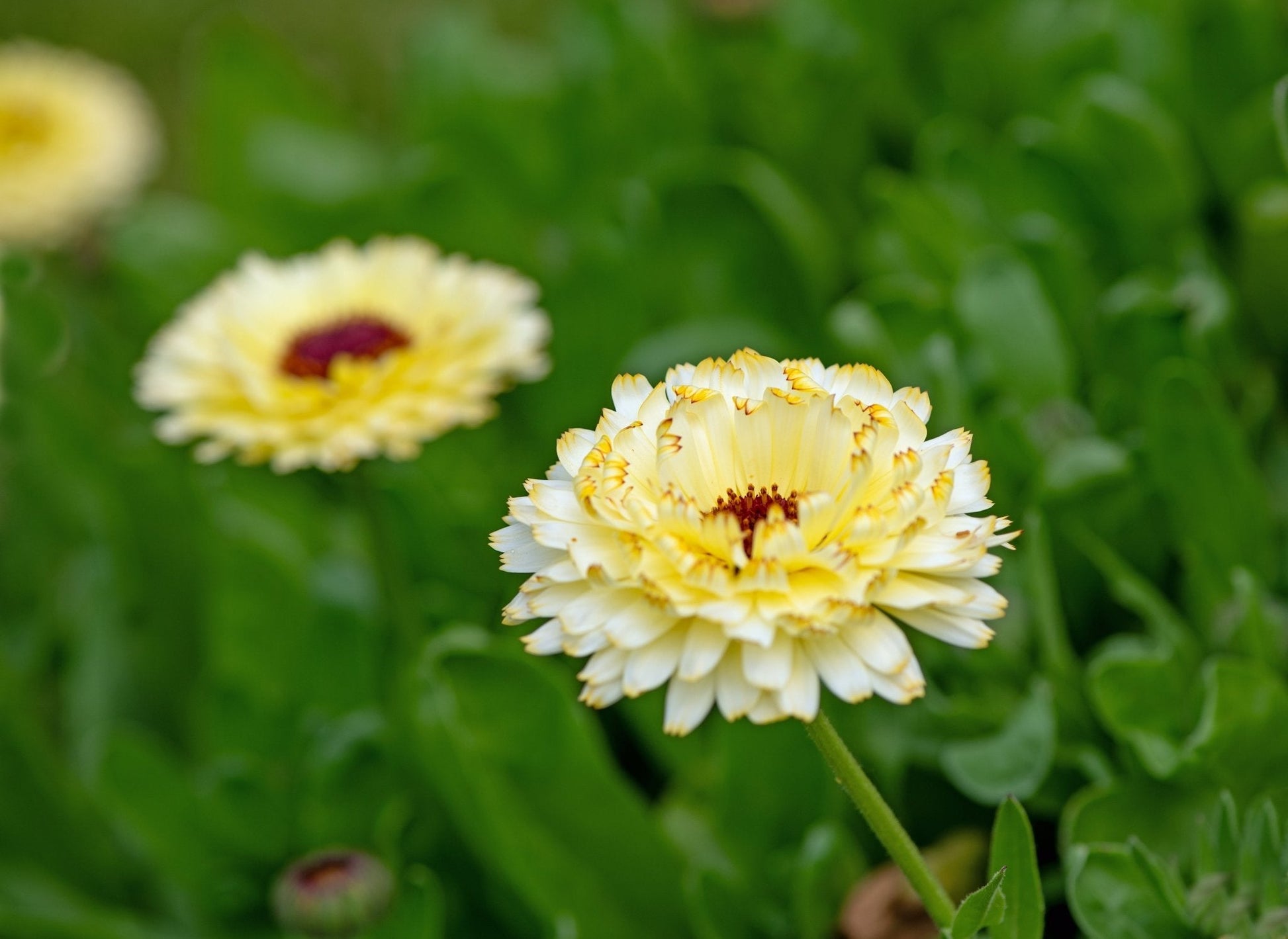 Ivory Princess Calendula – 50 Seeds - - Seeds