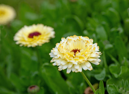 Ivory Princess Calendula – 50 Seeds - - Seeds