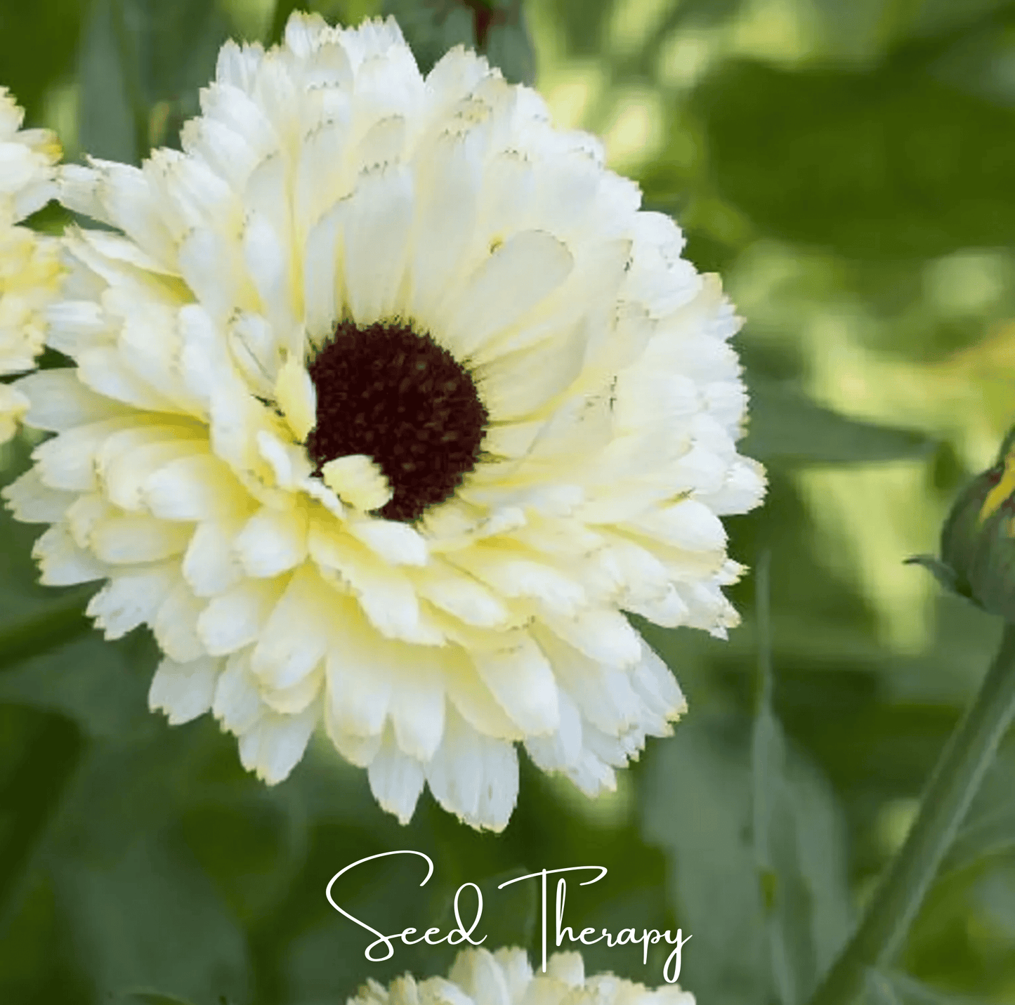 Ivory Princess Calendula – 50 Seeds - - Seeds