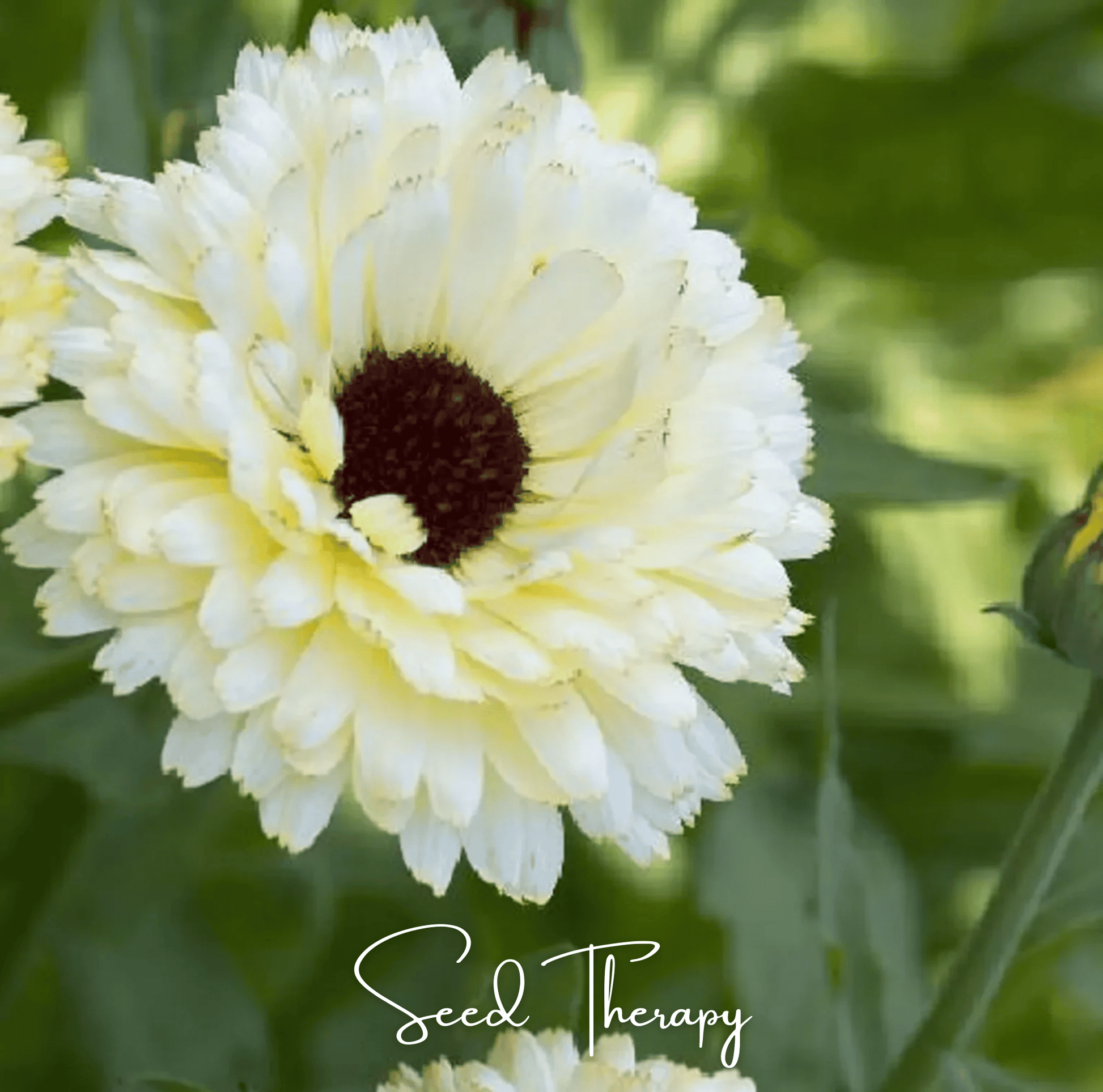 Ivory Princess Calendula – 50 Seeds - - Seeds
