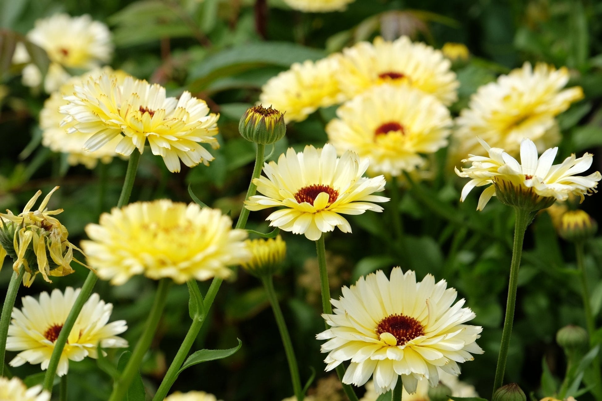 Ivory Princess Calendula – 50 Seeds - - Seeds