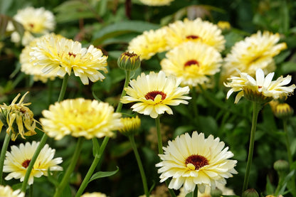 Ivory Princess Calendula – 50 Seeds - - Seeds