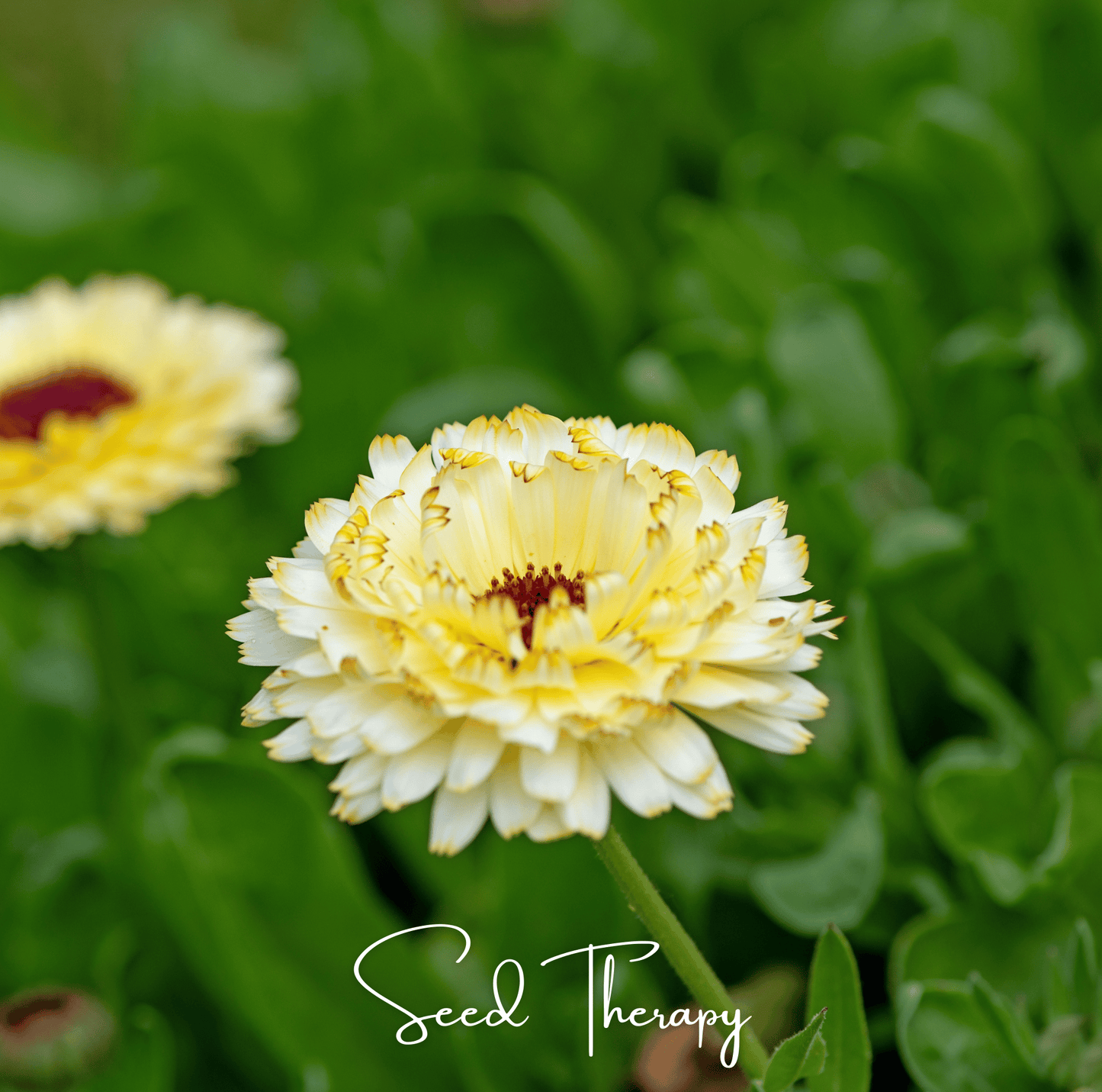 Ivory Princess Calendula – 50 Seeds - - Seeds
