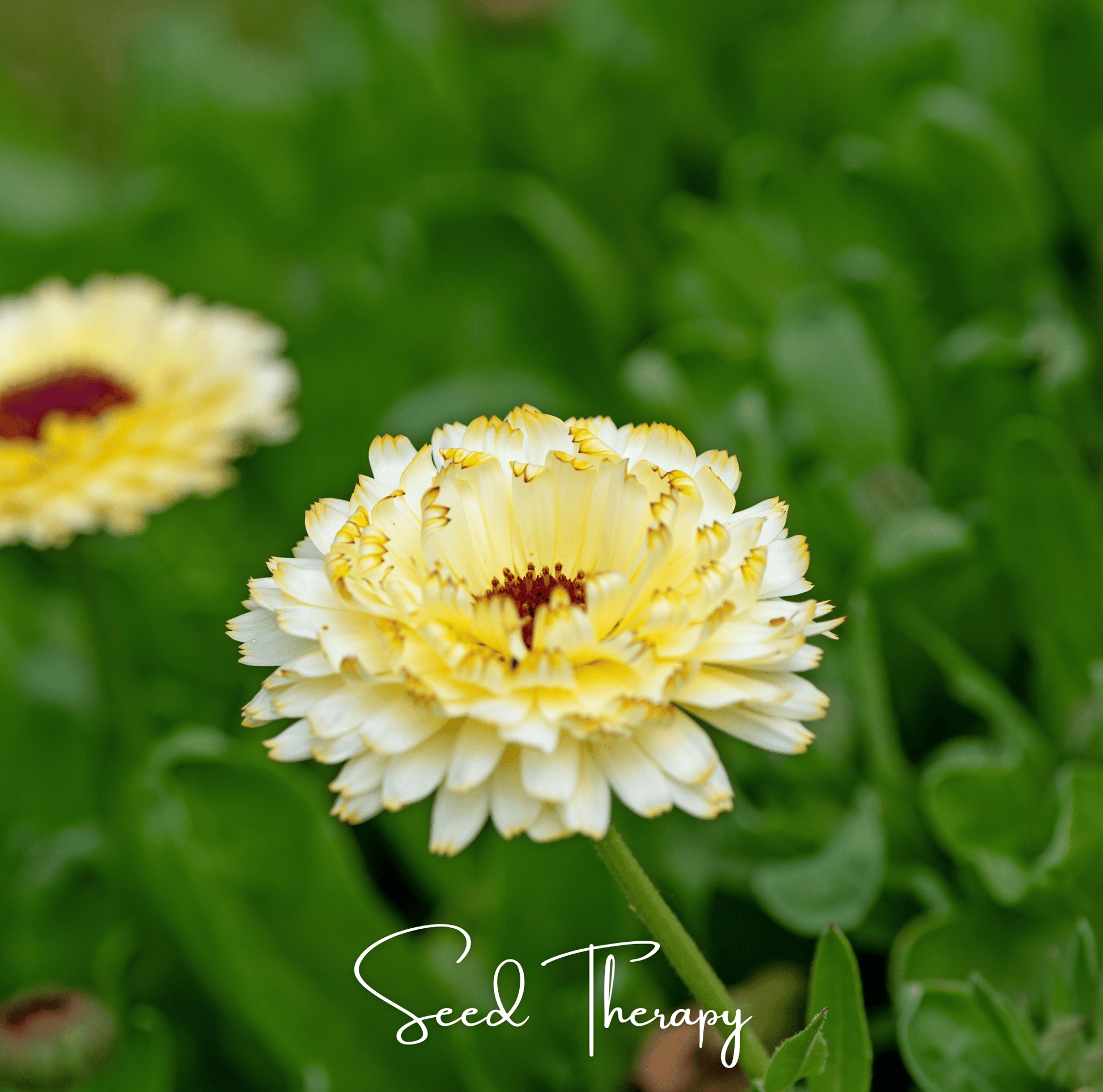 Ivory Princess Calendula – 50 Seeds - - Seeds