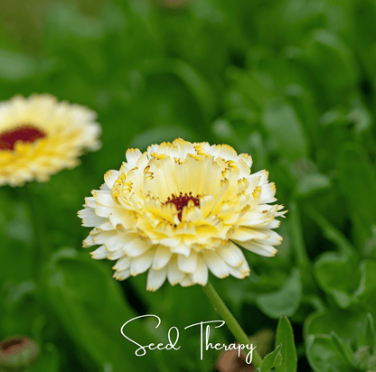 Ivory Princess Calendula – 50 Seeds - - Seeds