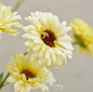Ivory Princess Calendula – 50 Seeds - - Seeds