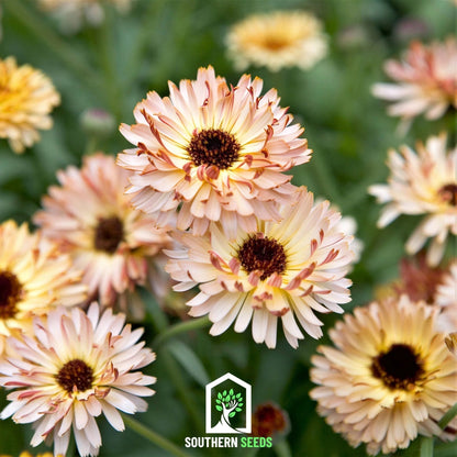 Sunset Buff Calendula – 50 Seeds - - Seeds