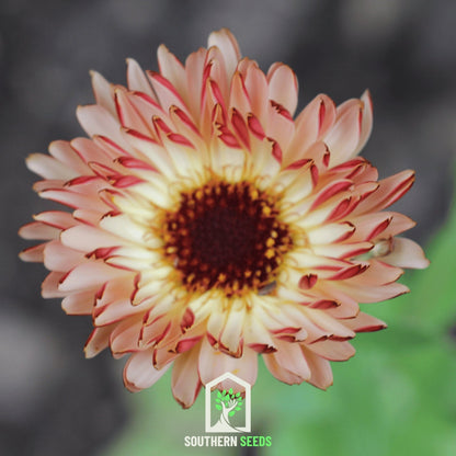Sunset Buff Calendula – 50 Seeds - - Seeds