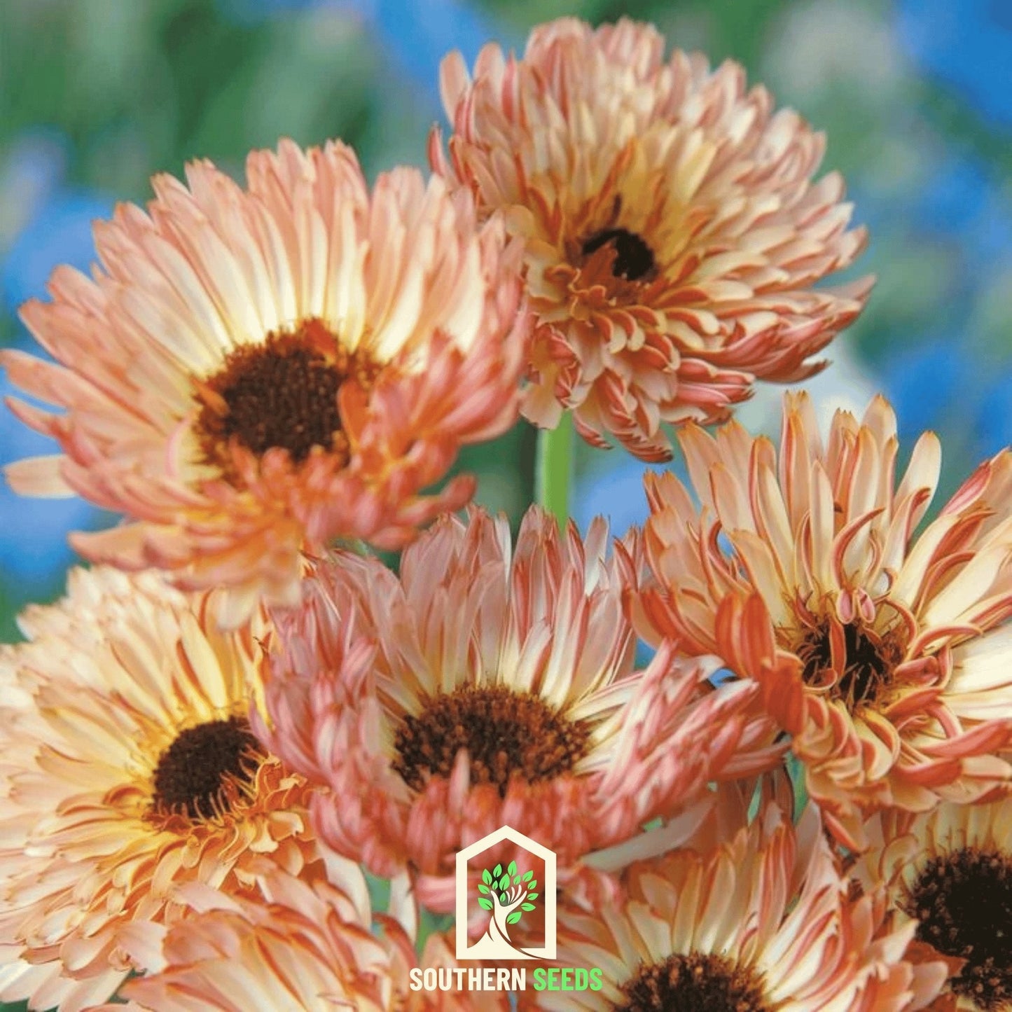 Sunset Buff Calendula – 50 Seeds - - Seeds